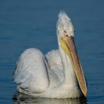 Dalmation pelican© Pandion