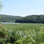 Maluk Preslavets Marsh