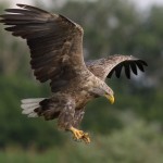 White-tailed eagle © R.Tsvetkov