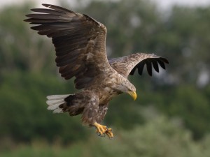 White-tailed eagle © R.Tsvetkov