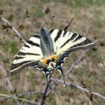 birding_lodge__9_1