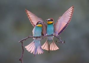 wildlife hide photography