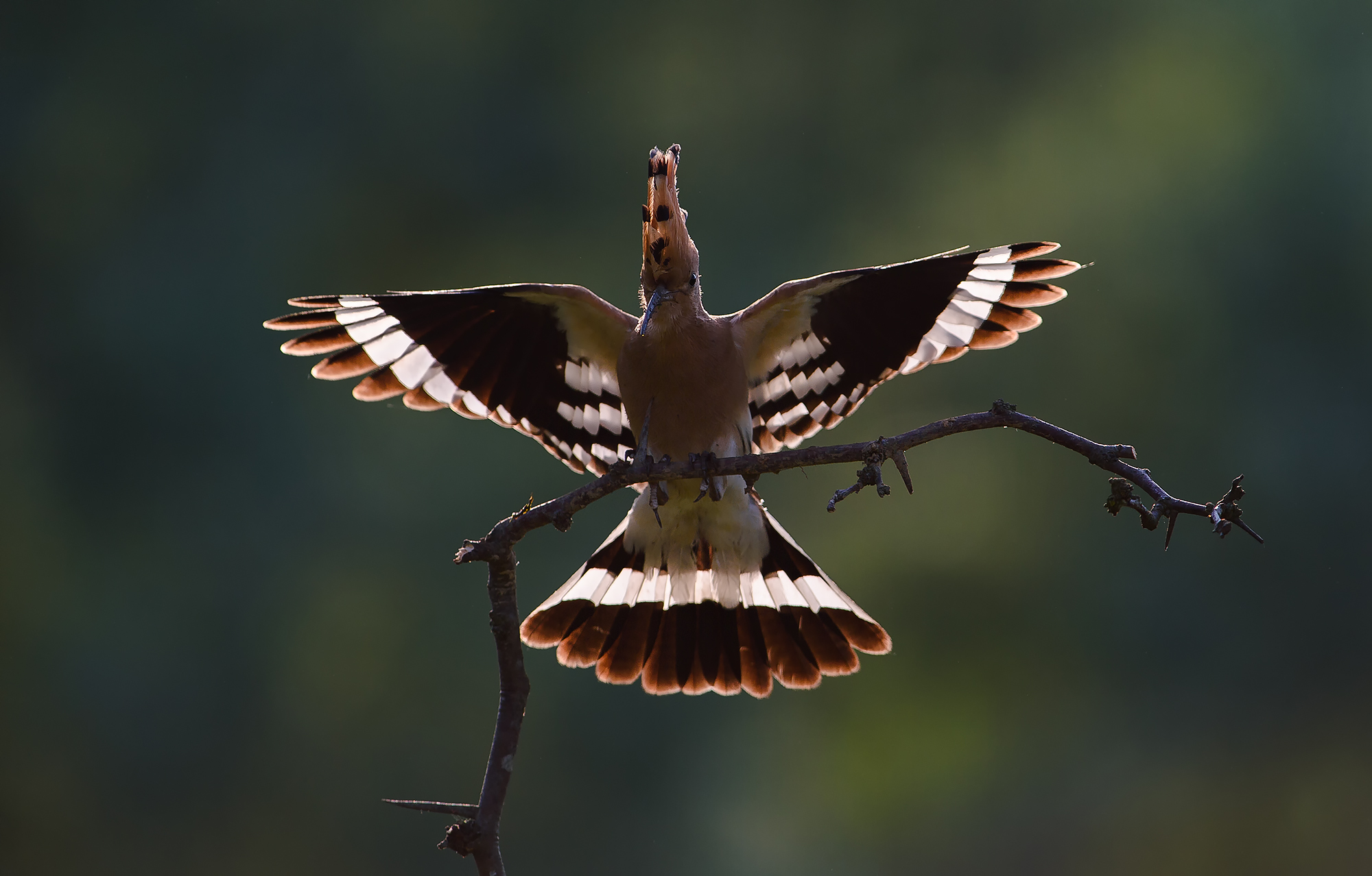 Hoopoe © Rado Tsvetkov