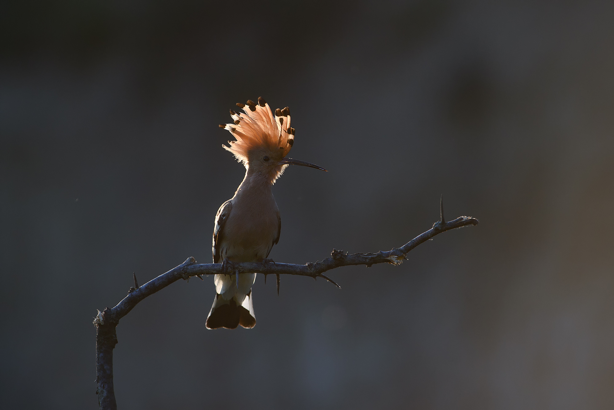 Hoopoe © Rado Tsvetkov