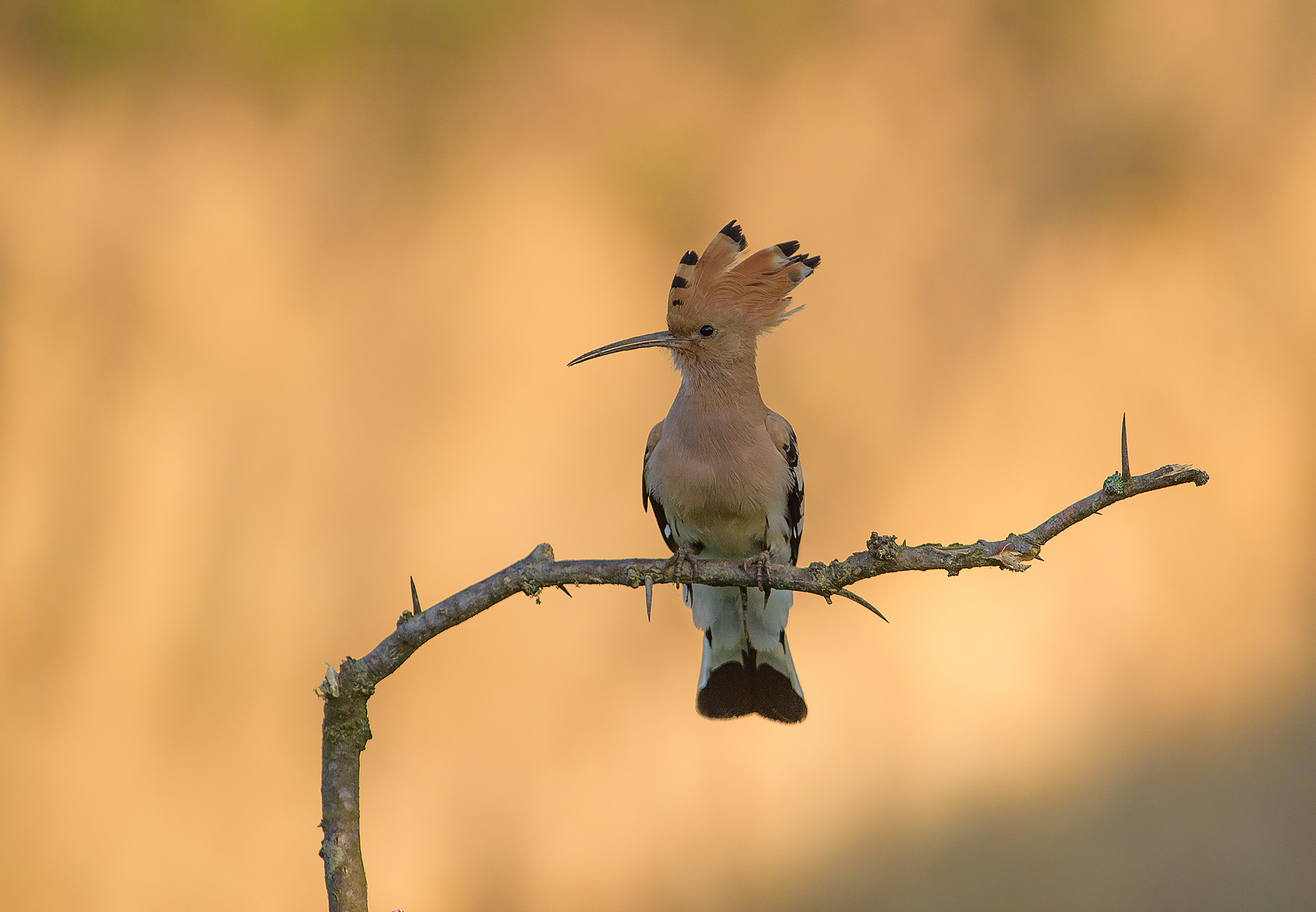 Wildlife photography