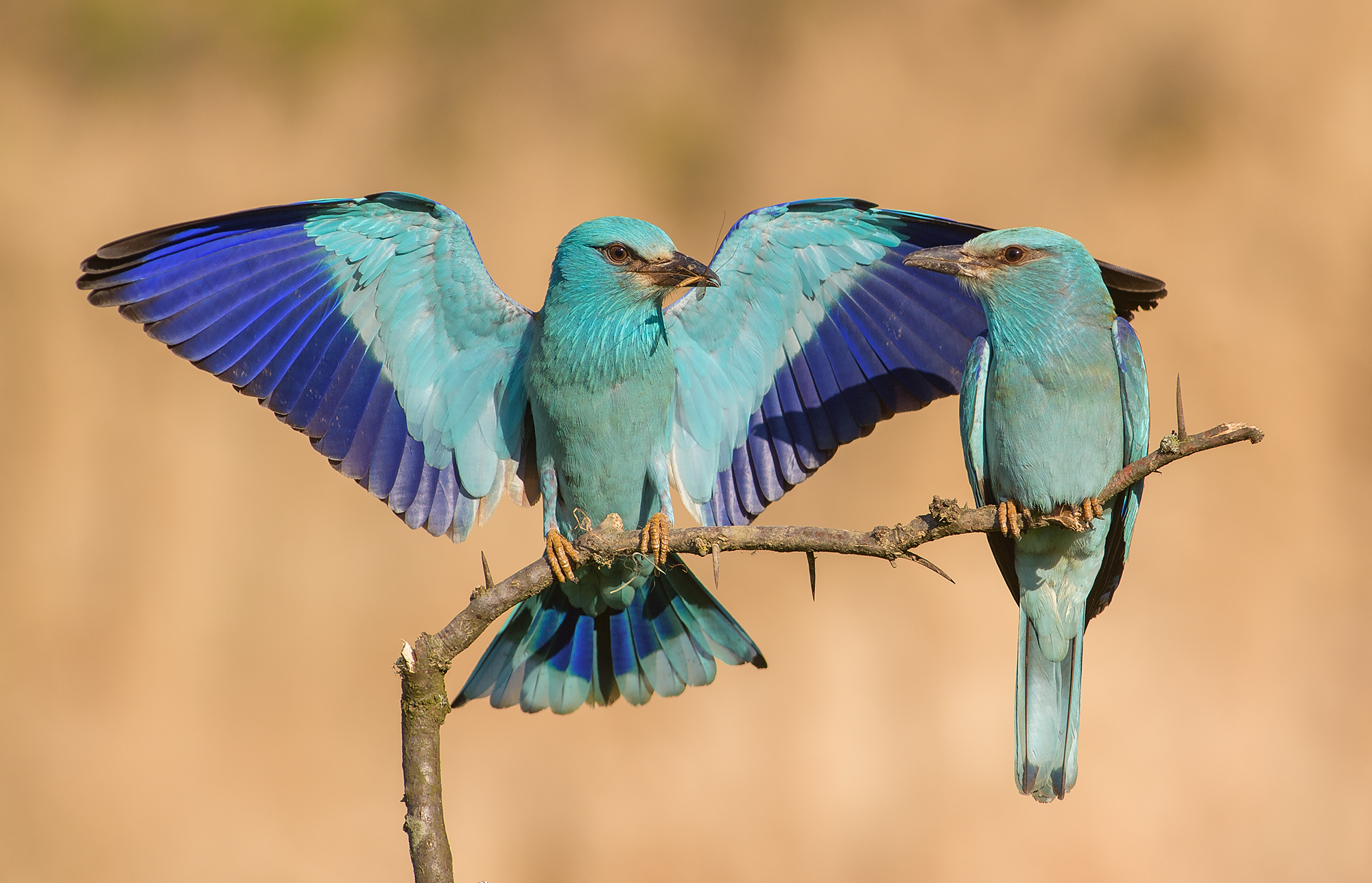 wildlife hide photography