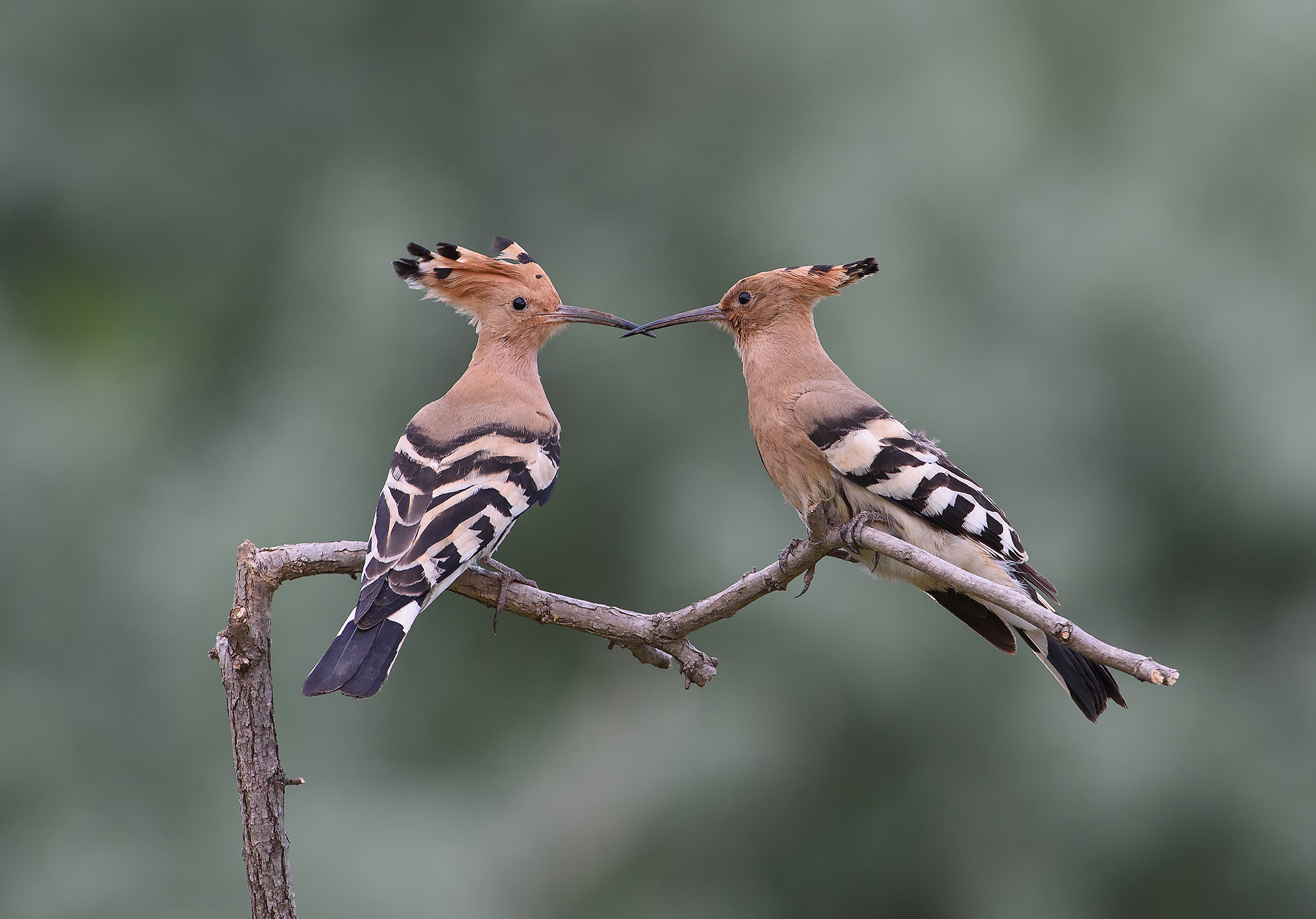 wildlife hide photography