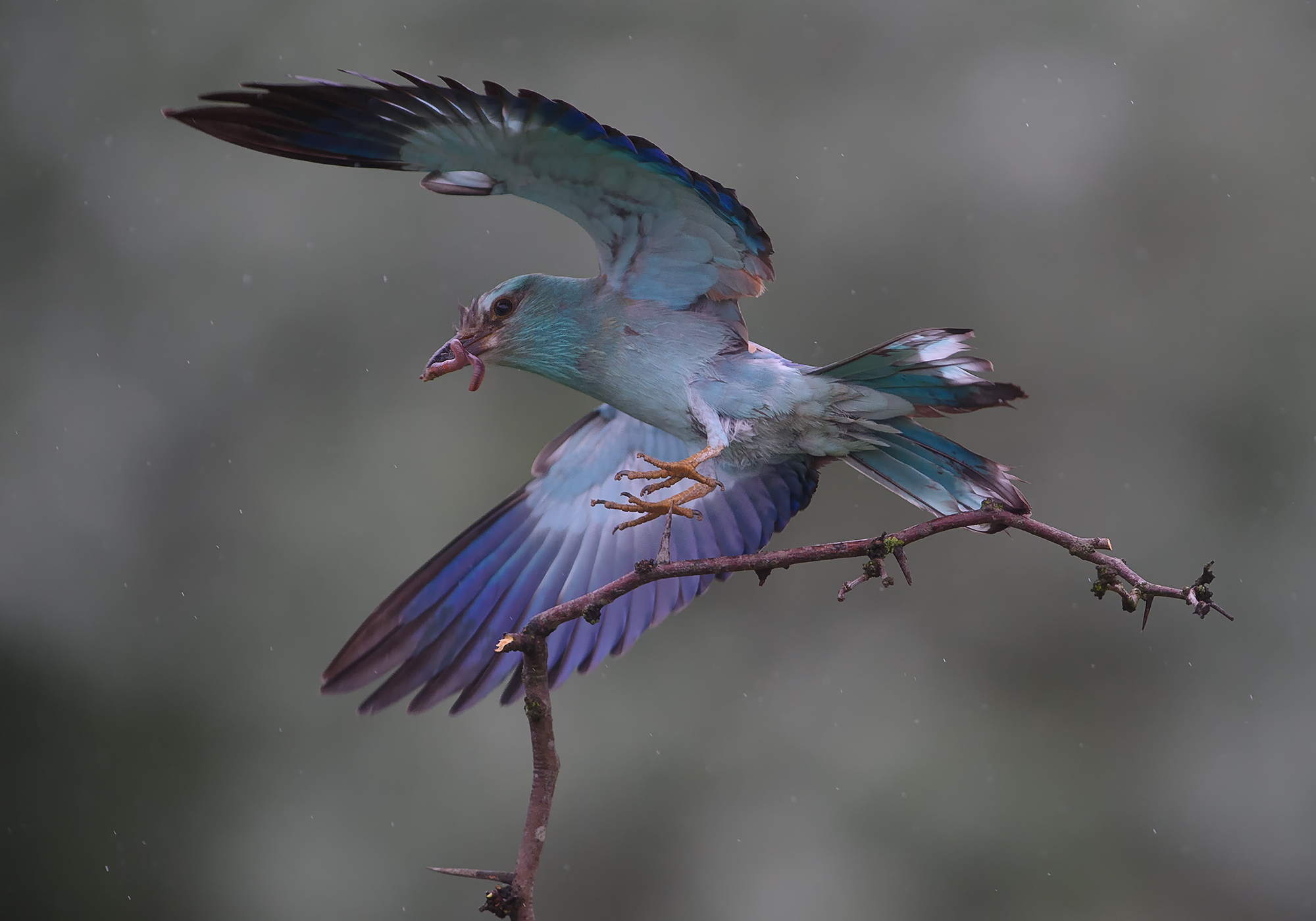 Roller © Rado Tsvetkov