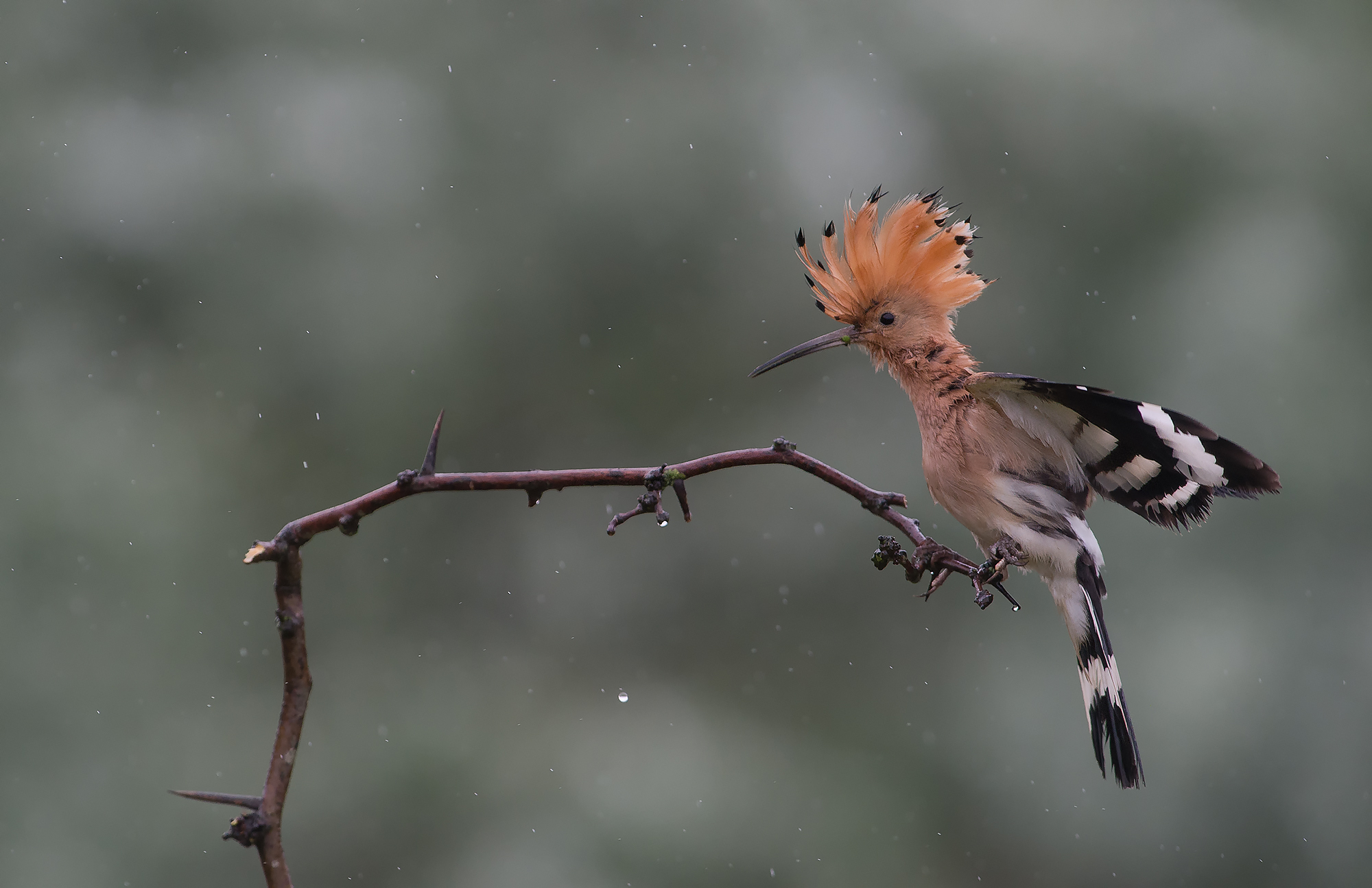 wildlife hide photography