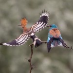 Hoopoe & Roller © Rado Tsvetkov