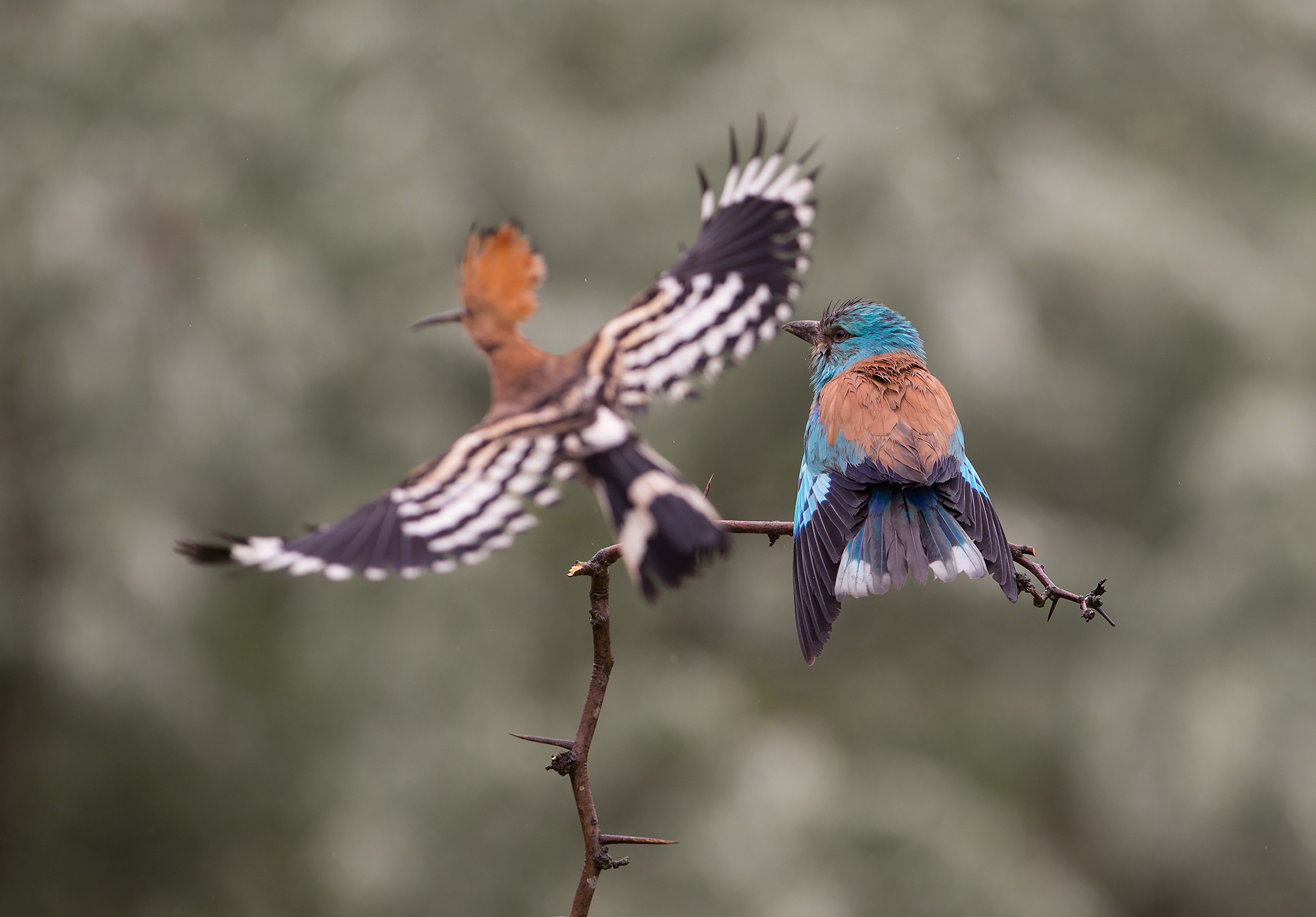 Hoopoe & Roller © Rado Tsvetkov