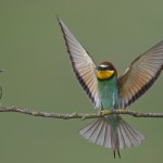 wildlife hide photography