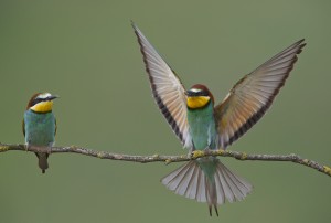 wildlife hide photography