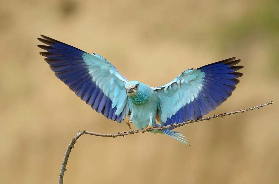 wildlife hide photography