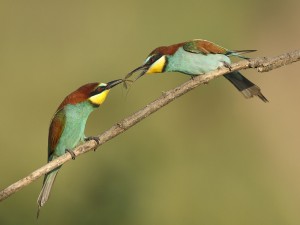 wildlife hide photography