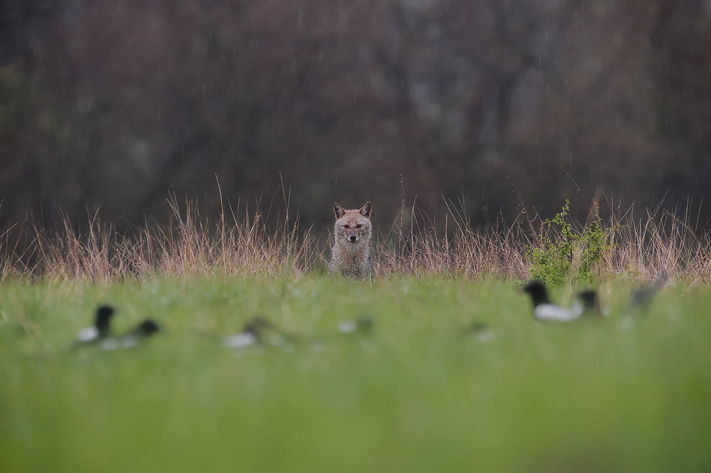 Golden Jackal photography