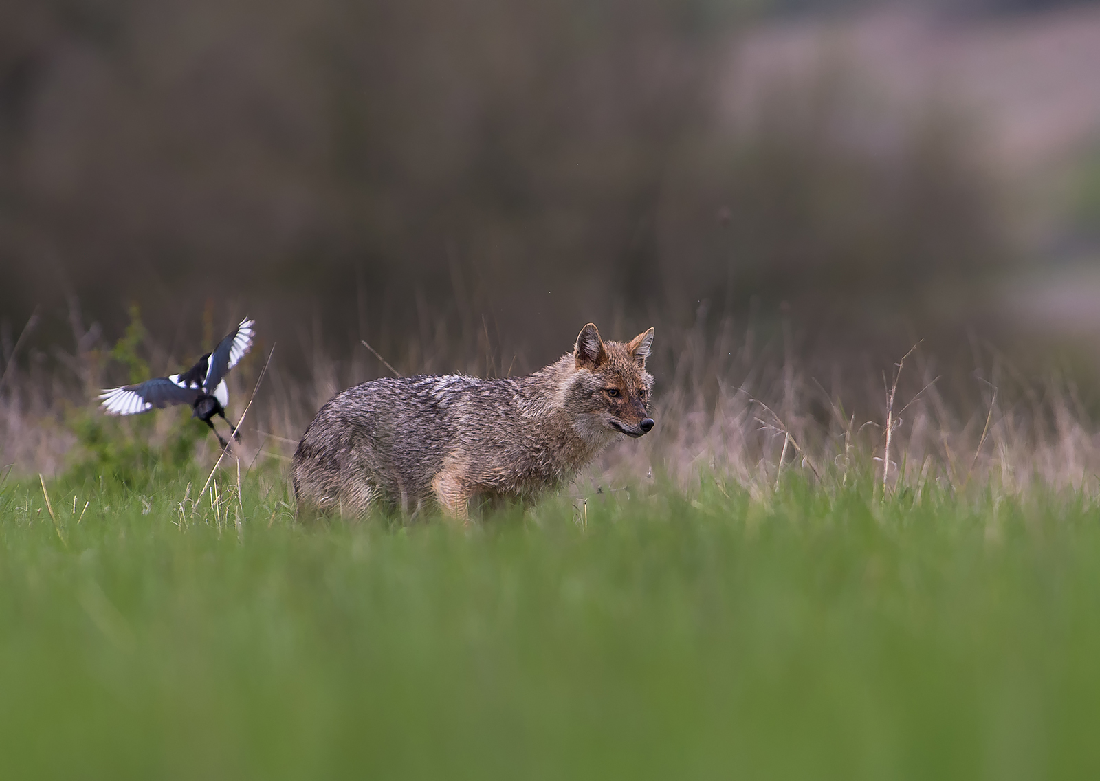 Golden Jackal photography