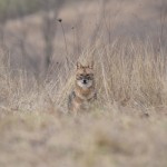 Golden Jackal