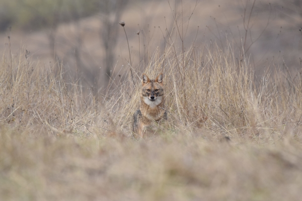 Golden Jackal