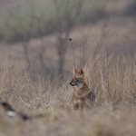 Golden Jackal