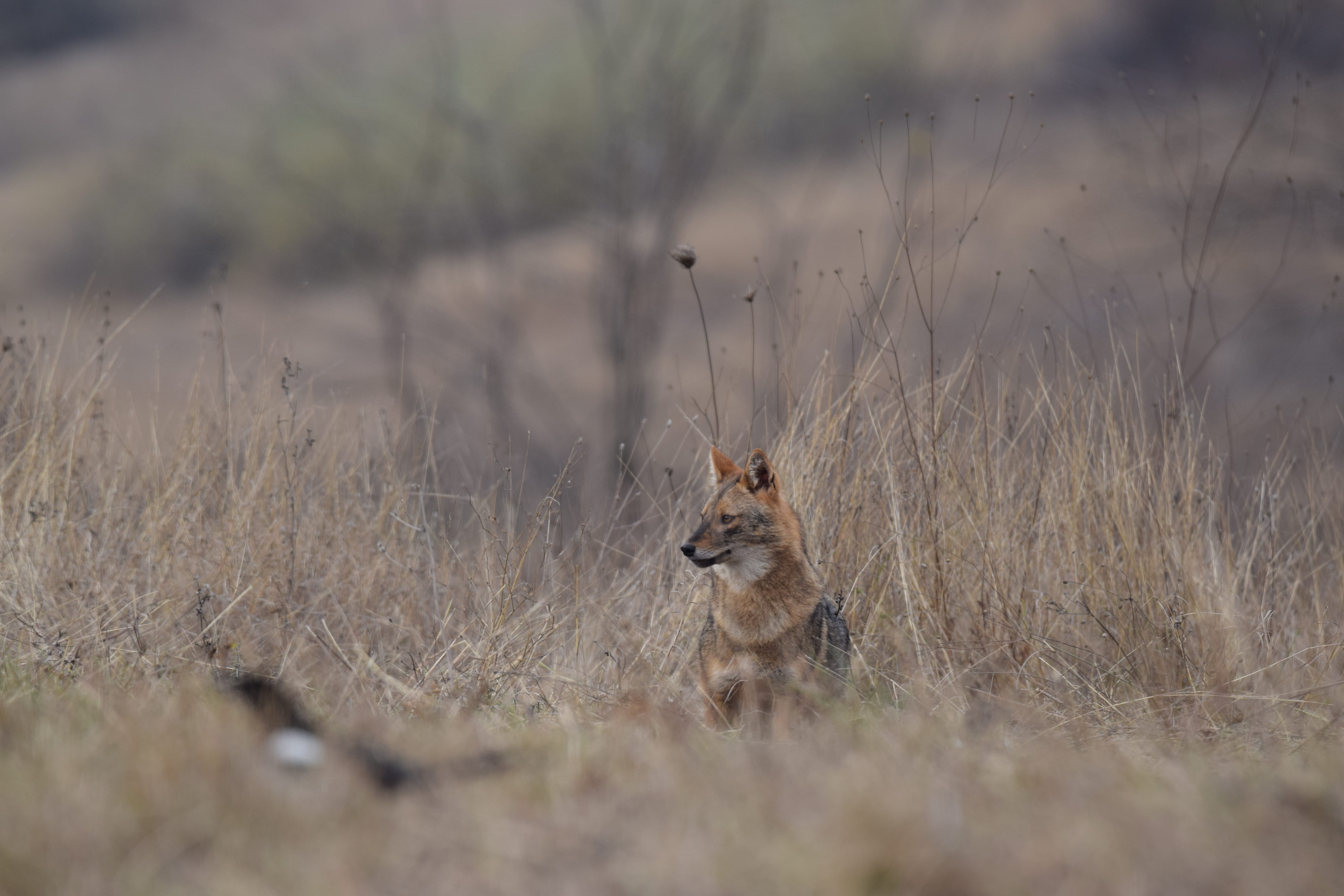 Golden Jackal