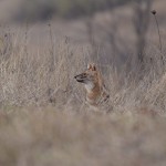 Golden Jackal (Canis aureus) © Pandion Wild Tours