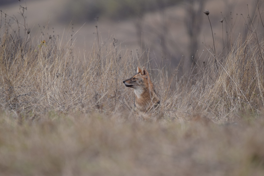 Golden Jackal (Canis aureus) © Pandion Wild Tours