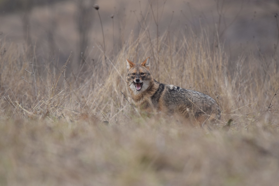 Golden Jackal