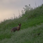 Golden Jackal photography