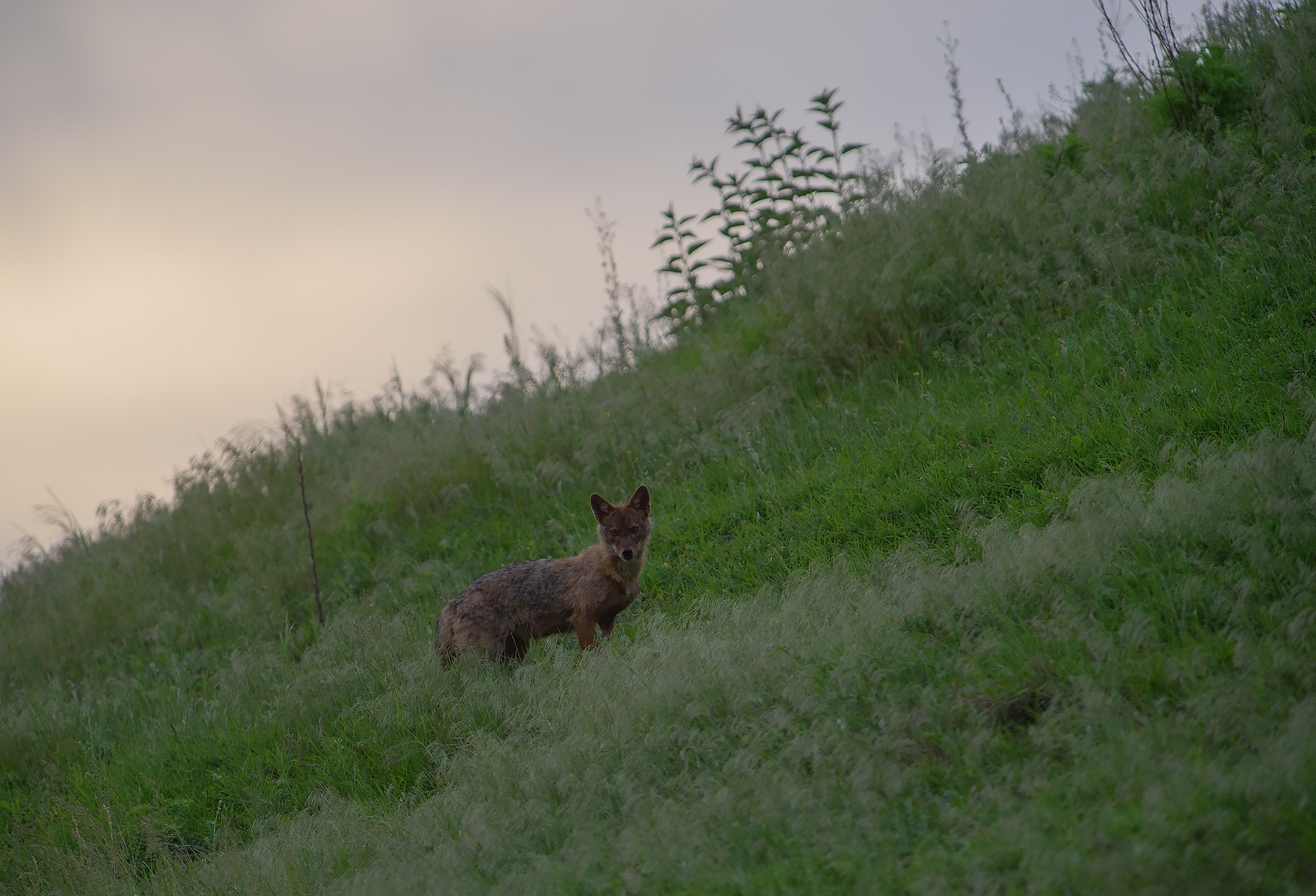 Golden Jackal photography