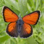 Balkan Copper (Lycaena Candens)