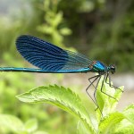 Calopteryx splendens