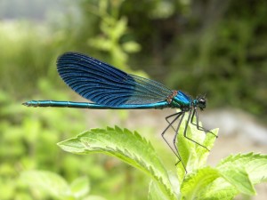 Calopteryx splendens