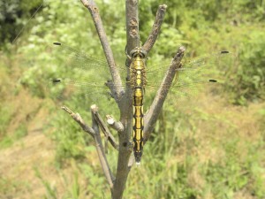 Gomphus vulgatissimus-male