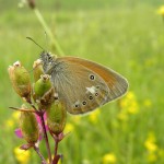 Coenonympha glycerion