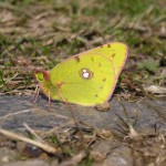 Colias crocea