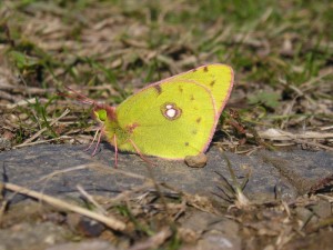 Colias crocea