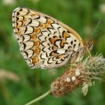 Melitaea phoebe