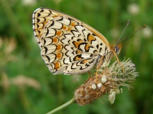 Melitaea phoebe