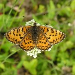 Melitaea trivia