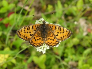 Melitaea trivia